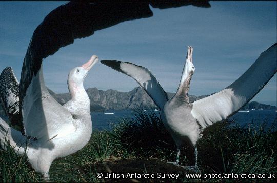 A pair of Wandering albatrosses displaying during a courtship ritual at a study site on Bird Island, South Georgia.  British Antarctic Survey scientists have confirmed a steady decline in the albatross population on Bird Island, probably as a result of drowning when their beaks catch on baited fish hooks.
This image is associated with the 2005-2010 BAS science programme: DISCOVERY 2010- Integrating Southern Ocean Ecosystems into the Earth System.