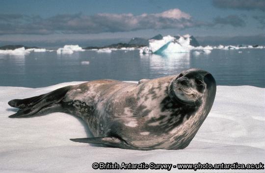 Weddell seal (Leptonychotes weddellii) looking up from the ice floe it is resting on