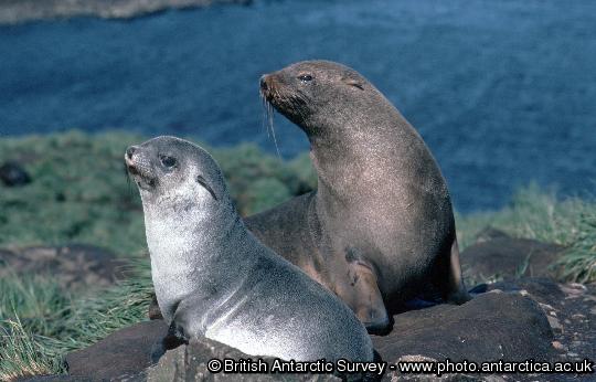 Antarctic Fur seal and pup on Bird Island, South Georgia