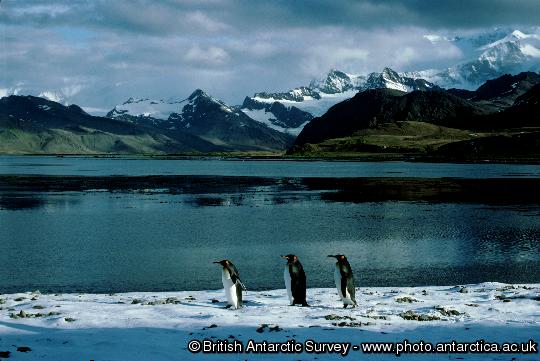 King Penguins at King Edward Point  South Georgia