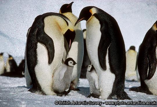 Adult Emperor Penguins (Aptenodytes forsteri)