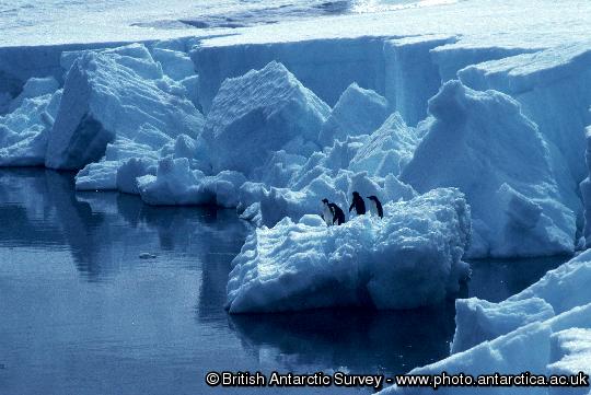 Adelie Penguins in front of the Ice Cliffs at Rothera Point on Adelaide Island.