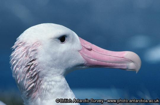Adult Wandering Albatross (Diomedea exulans).  The pinkish wash on the neck is staining from a secretion which comes out of the salt glands on the bill and sprays back onto the neck when the bird is flying.