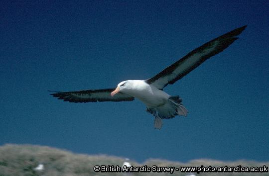 Black-browed Albatross (Thalassarche melanophrys)  in flight at Bird Island