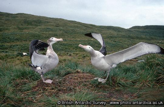 Wandering Albatross pair displaying -  Diomedea exulans