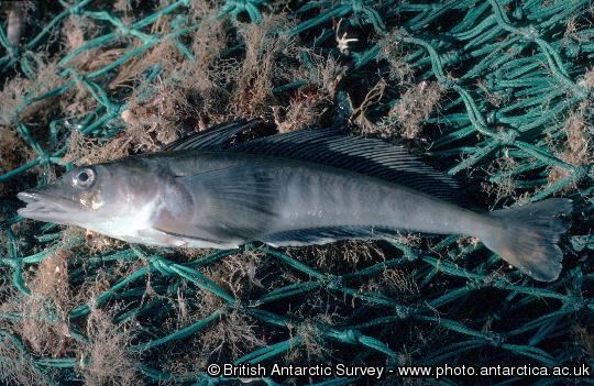 Champsocephalus gunnari  -  Mackerel Icefish adult 35 cm long. They can grow to over half a metre in length and feed predominantly on krill. They are widespread over the continental shelf of South Georgia and Shag Rocks.