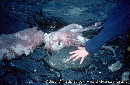 Giant squid found on a beach at Signy Island.