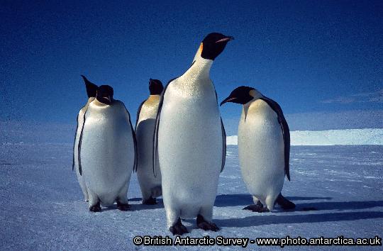Emperor penguins (Aptenodytes forsterion) on the sea ice at Drescher Inlet, Brunt Ice shelf, Antarctica