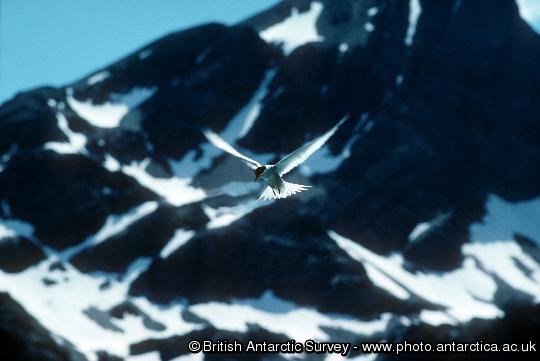 Arctic Tern at South Georgia