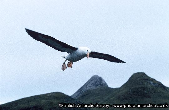 black browed Albatross in flight at Bird Island, South Georgia