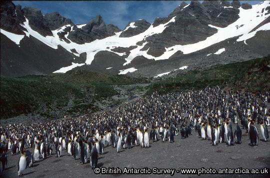 King penguins (Aptenodytes patagonicus) provide a real wildlife spectacle on the island of South Georgia, where 400,000 pairs breed.  These birds were photographed at Royal Bay, South Georgia.
