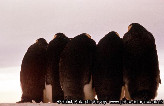 Adult Emperor penguins (Aptenodytes forsteri) in a huddle.  This behaviour is an adaptation to enable the birds to conserve heat. The whole colony huddles together during the cold period of winter darkness, but the group constatntly moves so each bird only ever spends a small time at the periphery.