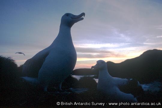  Wandering Albatross at sunset on Wanderer Ridge, Bird Island