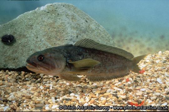 Notothenia coriiceps, the bullhead Notothen or yellow rock-cod. A common inshore Antarctic fish.