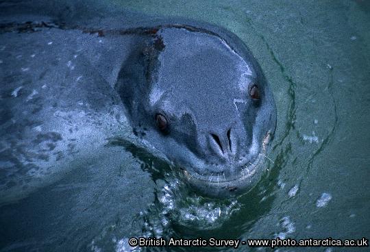 Adult leopard seal (Hydrurga leptonyx) seen at Port Lockroy on the Antarctic Peninsula