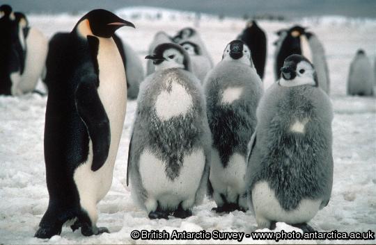 Emperor Penguin with chicks. These chicks are well grown and will fledge in a few weeks time. Emperor penguins (Aptenodytes forsteri) breed at high latitudes on sea ice during the Antarctic winter.