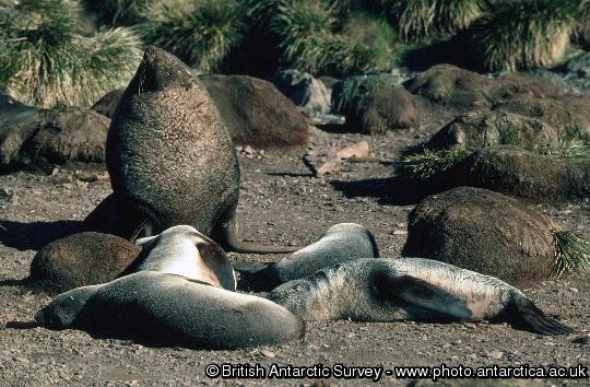 A male fur seal holding territory on Bird Island South Georgia. The bull male is shown guarding a hareem of 4 females.