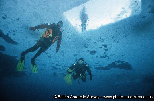 Divers under newly formed fast ice.