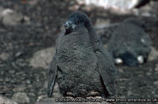 Adelie Penguin chick (Pygoscelis adeliae)