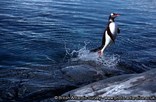 Gentoo Penguin (Pygoscelis papua) leaping out of water