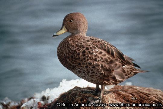 South Georgia Pintail (Anas georgica). They nest among the tussac grass and feed in freshwater pools, waterlogged ground and along the shore.