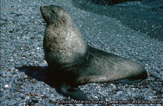 Fur Seal bull (Arctocephalus gazella)