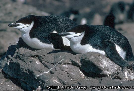 Chinstrap Penguin (Pygoscelis antarctica) showing it's distinctive chin strap marking - It is easy to see where this species gets its name.