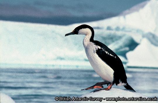 Blue-eyed shag on an ice floe close to  Rothera Point, Adelaide Island, Antarctica