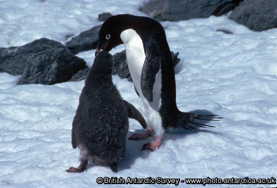 Adelie Penguin feeding chick (Pygoscelis adeliae). Adult feeding an older chick (probably about 1 month old).