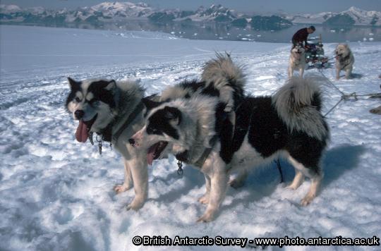 Huskies in a trace about to pull a sledge during their last season in Antarctica, Reptile Ridge, Adelaide Isalnd.