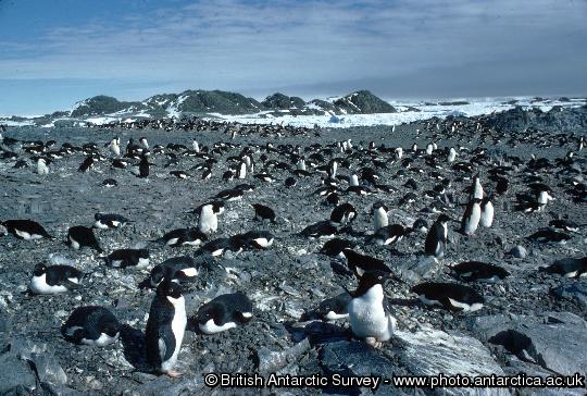 Adelie Penguin Colony (Pygoscelis adeliae) during incubation