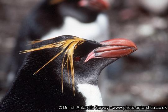 Adult male Macaroni Penguin (Eudyptes chrysolophus)