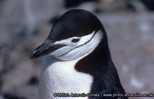 Chinstrap Penguin (Pygoscelis antarctica) showing it's distinctive chin strap marking - It is easy to see where this species gets its name.