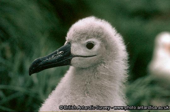 Black-browed Albatross chick (Thalassarche melanophrys)