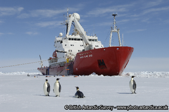 Emperor Penguins on the sea ice in front of RRS James Clark Ross. Taken during the JR240 ICEBell Cruise in the Weddell Sea 

