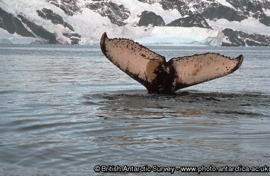 Flukes of Humpback Whale (Megaptera novaeangliae), Individual humpbacks are identified by the unique pattern on their flukes.
This image is associated with the 2005-2010 BAS science programme: DISCOVERY 2010- Integrating Southern Ocean Ecosystems into the Earth System