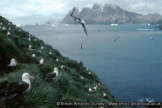 Black-browed Albatross colony (Thalassarche melanophrys) at Colony Q1 on Bird Island. Black-browed Albatrosses feed on Krill, fish and squid and tend to forage around the edge of the continental shelf of South Georgia.
