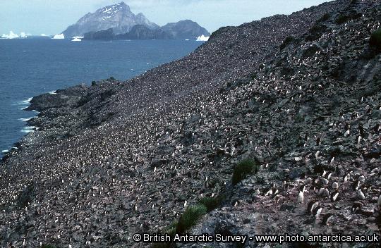 Large colony of macaroni penguins (Eudyptes chrysolophus) at Goldcrest point, Bird Island.  There are several larger colonies on the Willis Island in the background.