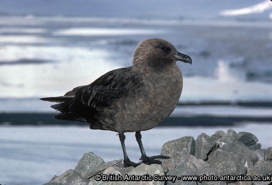 South Polar Skua. Breeds on the Antarctic continent from September-April and winters in the Pacific, Indian and Atlantic Oceans.
