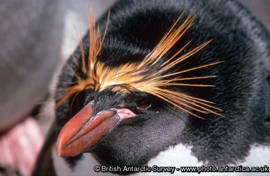 Macaroni Penguin (Eudyptes chrysolophus)