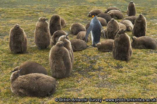 King penguin chicks (Aptenodytes patagonicus) at Volunteer Point, Falkland Islands.
