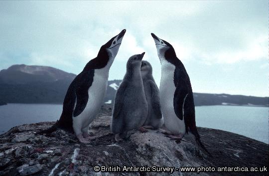 Chinstrap penguins (Pygoscelis antarctica) and chicks on Candlemas Island, South Sandwich Islands, Lucifer Hill Volcano in background.