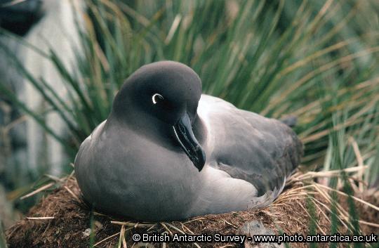 Light-Mantled Sooty Albatross (Phoebetria palpebrata) on a nest overlooking Johnson Cove at the end of Molly Ridge, Bird Island, South Georgia