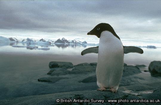 An Adelie penguin on Rothera Point, Adelaide Island, Antarctica