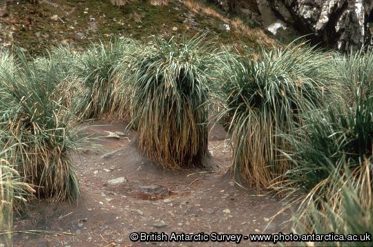 Tussock grass ( Parodiochloa flabellata) stools eroded by elephant seal activity