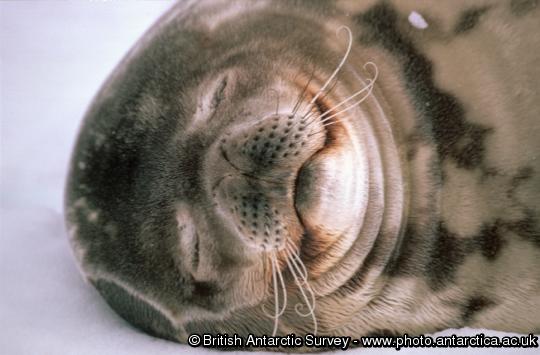 Weddell Seal (Leptonychotes weddellii).  Weddell seals are the most southerly of the Antarctic seals, and are normally found on fast ice within sight of land.