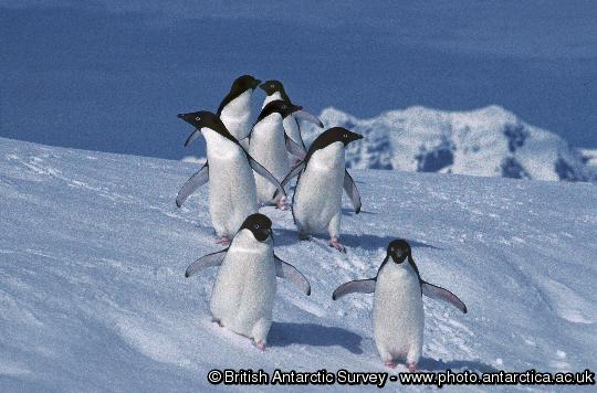 Adelie penguins on Rothera Point, Adelaide Island, Antarctica.
