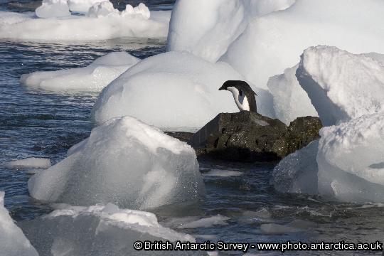 Adelie penguin on Rothera point reluctantly making its way into the water. 