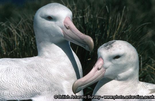 A pair of wandering albatross (Diomedea exulans), the male on the left has a heavier beak compared with the female who has more dark feathers on the crown.