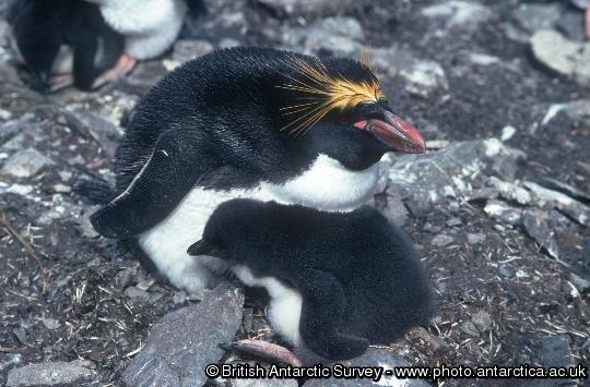 Macaroni Penguin and chick at Macaroni Cwm, Bird Island